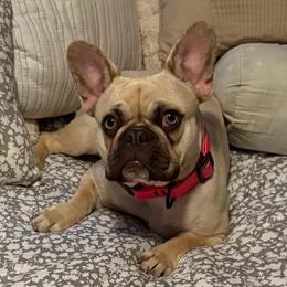 Indi Anna - Fawn and white female French Bulldog puppy in Franklin, Pennsylvania from Falco’s Frenchies
