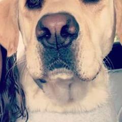 Labrador Retrievers from Misty's Labs