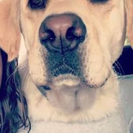 Labrador Retrievers from Misty's Labs