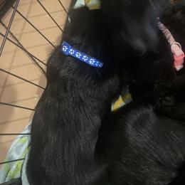 Blue collar Fergus - Black male Scottish Terrier puppy in Brule, Nebraska from Scottyland Yard