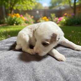 Missy - Parti female Goldendoodle puppy in Murrieta Ca, California from Gloria's Goldendoodles