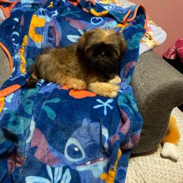 Nico - Sable male Shih Tzu puppy in Roseville, Michigan from Diamond Paws LLC