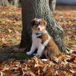 Australian Shepherd Puppies from Covenant View Farm Australian Shepherds