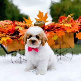 Berkeley - Parti female Goldendoodle puppy in North Carolina from NC Doodle Puppies