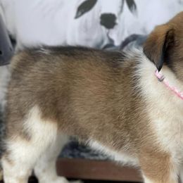 Australian Cattle Dogs and Working Dog Crosses from Alsup Farms and Cattle Dogs
