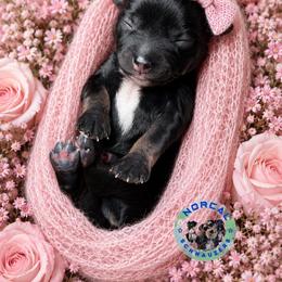 Stella - Black and silver female Miniature Schnauzer puppy in Magalia, California from NorCal Schnauzers