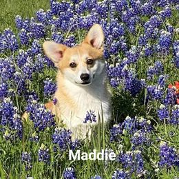 Pembroke Welsh Corgi Puppies from Cattal Corgis