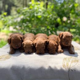 Goldendoodle puppies from Penny Lane’s Doodles