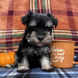 Bonnie - Black and silver female Miniature Schnauzer puppy in Hedgesville, West Virginia from Clay Hill Kennels