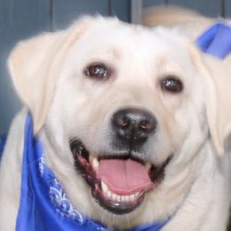 Star - Labrador Retriever