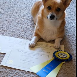 Pembroke Welsh Corgi Puppies from Outlands Corgis