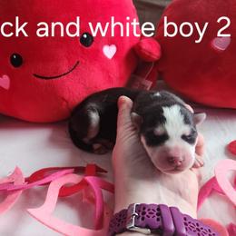 Black and White Boy 2 - Black and white male Siberian Husky puppy in Jonesboro, Arkansas from L & A Animal House Siberian Huskies