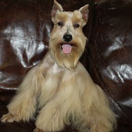 Renegade - Miniature Schnauzer