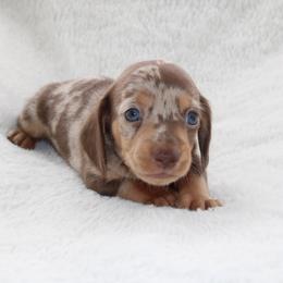 Arnold BLUE EYES - Dapple male Dachshund puppy in Fairfax, Iowa from Grayson’s Lovable Dachshunds