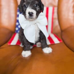 Popscicle - Blue merle female Bernedoodle puppy in New Harmony, Indiana from Cottonwood Farms