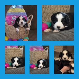 Miniature Australian Shepherd Puppies from AMY DRAKE