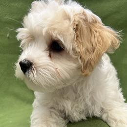 Duchess Eleanor of A Royal Havanese Court  Nell - White female Havanese puppy in North Richland Hills, Texas from A Royal Havanese Court