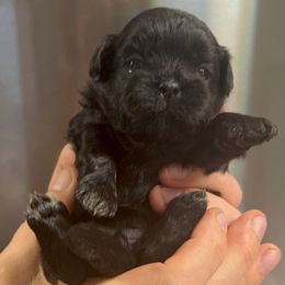 Girl 5 - Black female Shih Tzu puppy in Mobile, Alabama from FluffyTail Shih Tzu