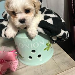 Mack - Cream and white male Shih Tzu puppy in Slocomb, Alabama from Steps Preppy Pups