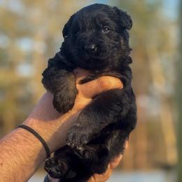 Male 1 - Bi-color male German Shepherd puppy in Pickens, South Carolina from Von Maqqedah Haus German Shepherds