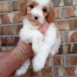 Cavapoo Puppies from Curly Q Cavapoos