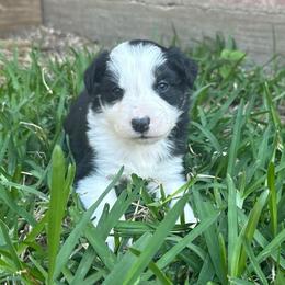 Till - Black and white male Border Collie puppy in Mckinney, Texas from Border Collies of Ruidoso