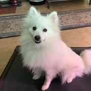 Ice Bear - American Eskimo Dog