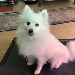 Ice Bear - American Eskimo Dog