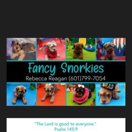 Companion Cross Puppies from Fancy SNORKIES