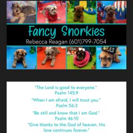 Companion Cross Puppies from Fancy SNORKIES