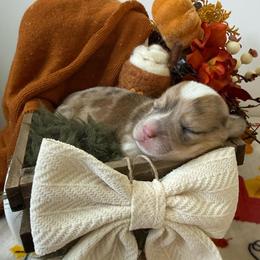 Spice - Sable merle and white female American Corgi puppy in Paxton, Illinois from McGovern Family Corgis
