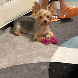 Ava - Yorkshire Terrier