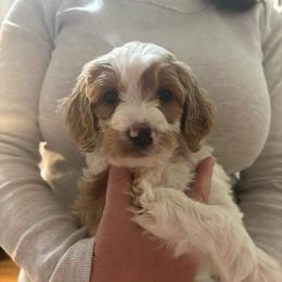 Yellow - Cream female Goldendoodle puppy in Millville, New Jersey from Michelle's Doodles