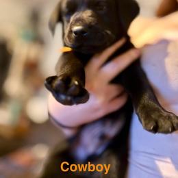 Cowboy, Orange Male - Black male Labrador Retriever puppy in Moore, Oklahoma from Okiehuntinboyz Labrador Retrievers