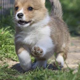 Pembroke Welsh Corgi Puppies from Rees Corgis
