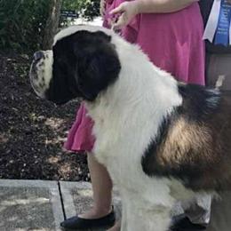 Saint Bernards from Loyal Ridge Saint Bernards