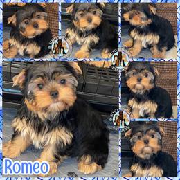 Romeo - Black and tan male Yorkshire Terrier puppy in London, Kentucky from Soto Yorkies