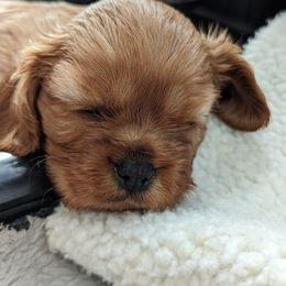 Girl 1 - Cavalier King Charles Spaniel puppy in Layton, Utah from Shakespeare's Cavaliers