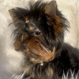 Amor - Black and gold female Yorkshire Terrier puppy in Las Vegas, Nevada from Yorkiepupsntcups