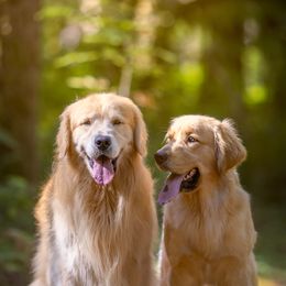 Golden Retrievers from Corduroy Golden Retrievers