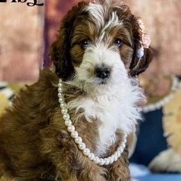 Assorted Doodle Crosses and Bernedoodles from Texas Doodle Dandies