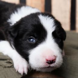 Glacier - Black and white male Border Collie puppy in Tillamook, Oregon from Oregon Bordoodles