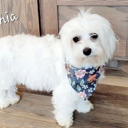 Sophia - Maltese