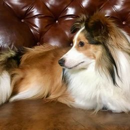 Shetland Sheepdog All Grown Up from Fox Point Farm Toy Shelties