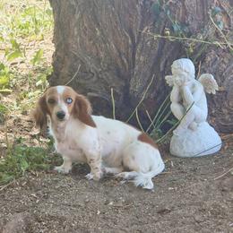 Penny - Dachshund