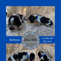 Britton - Blue ticked and tan male Bluetick Coonhound puppy in Richfield Springs, New York from Blue Hill Blueticks