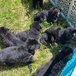 German Shepherd Puppies from Bell’s Shepherd Acres