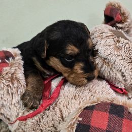Girl 3 - female Airedale Terrier puppy in Willow Spring, North Carolina from Reydaleterrydale Airedales