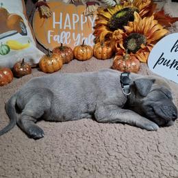 Till - Blue brindle male Great Dane puppy in Seville, Florida from Caddylicious Great Danes