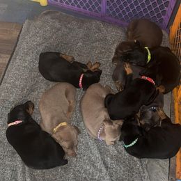 Doberman Pinscher Puppies from Aaliyah’s Dobies